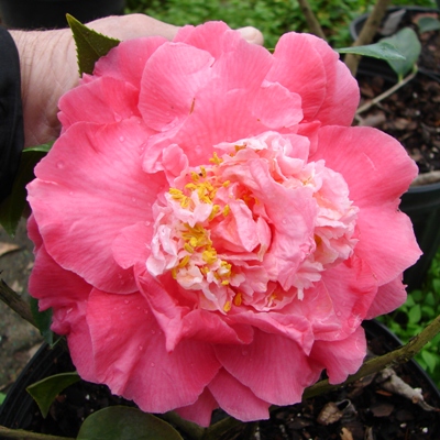 Marie Crawford Blush
